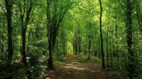 Ein Waldweg führt geradeaus durch einen grünen, sonnenbeschienenen Laubwald.